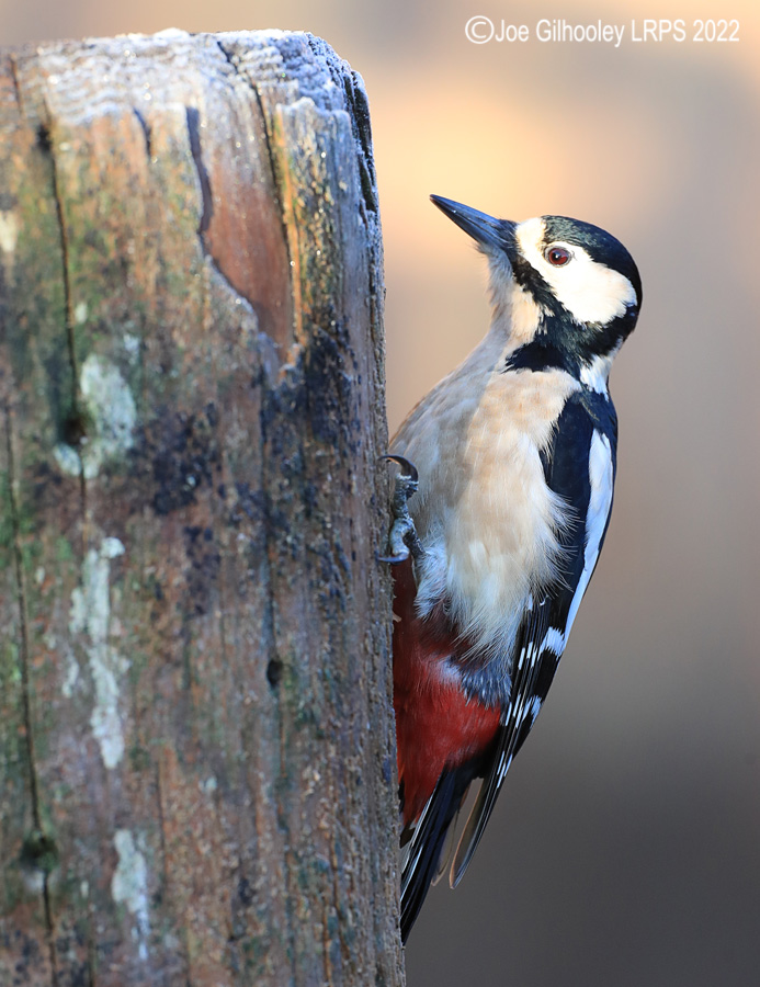 Visit to Ron McCombe's Wild Bird Hide