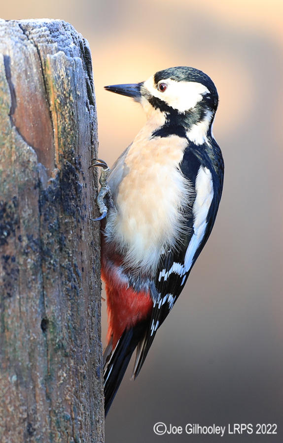 Visit to Ron McCombe's Wild Bird Hide