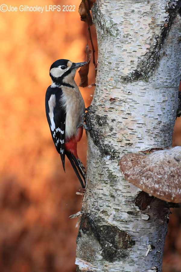 Visit to Ron McCombe's Wild Bird Hide