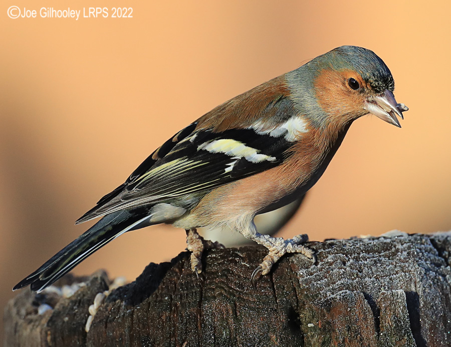 Visit to Ron McCombe's Wild Bird Hide