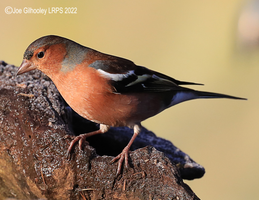 Visit to Ron McCombe's Wild Bird Hide