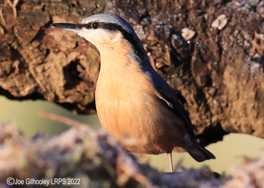 Visit to Ron McCombe's Wild Bird Hide