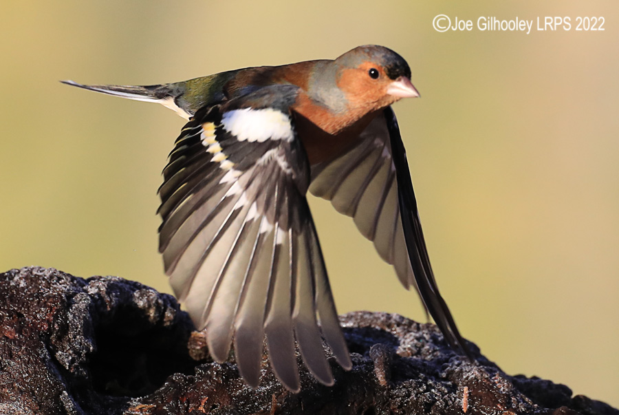 Visit to Ron McCombe's Wild Bird Hide