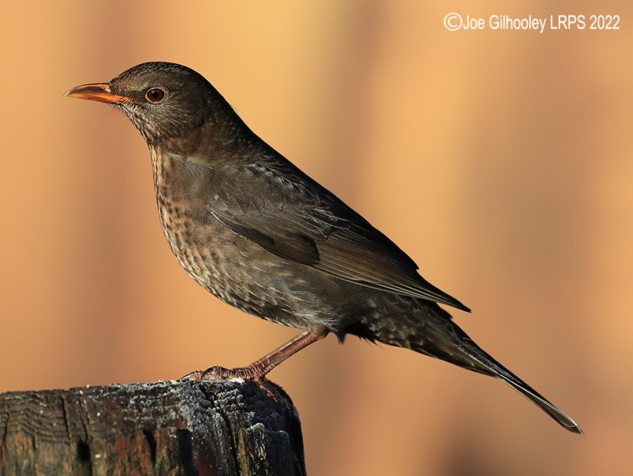 Visit to Ron McCombe's Wild Bird Hide