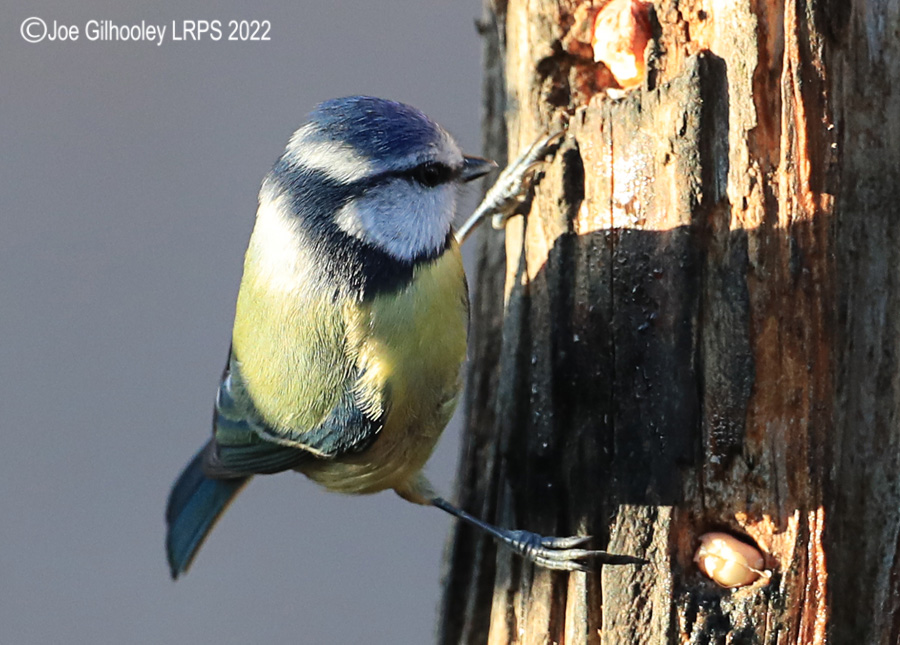 Visit to Ron McCombe's Wild Bird Hide
