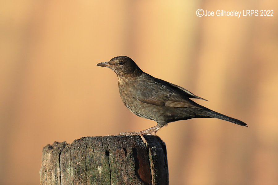 Visit to Ron McCombe's Wild Bird Hide