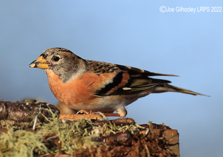 Visit to Ron McCombe's Wild Bird Hide