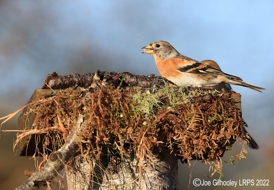 Visit to Ron McCombe's Wild Bird Hide