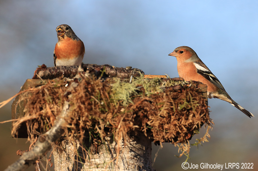 Visit to Ron McCombe's Wild Bird Hide