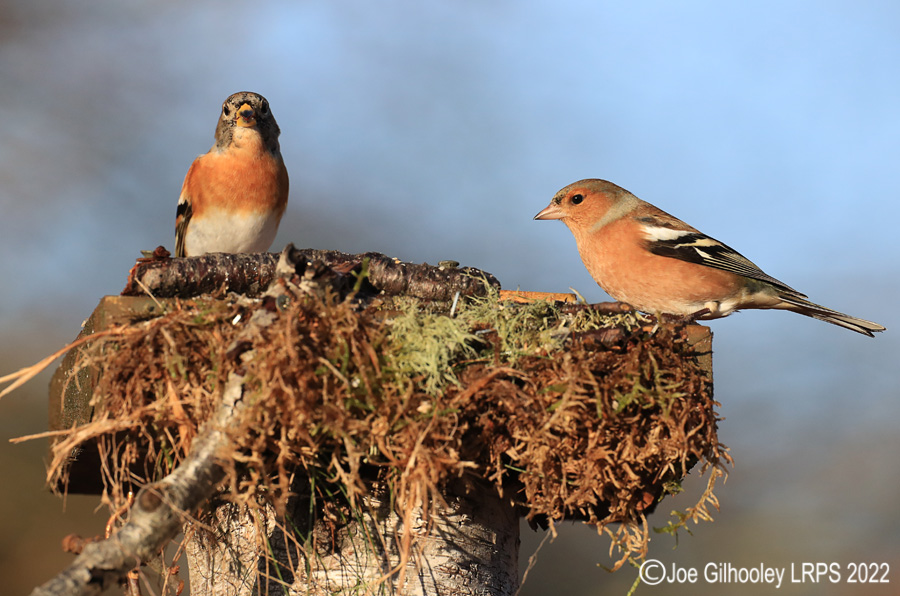 Visit to Ron McCombe's Wild Bird Hide