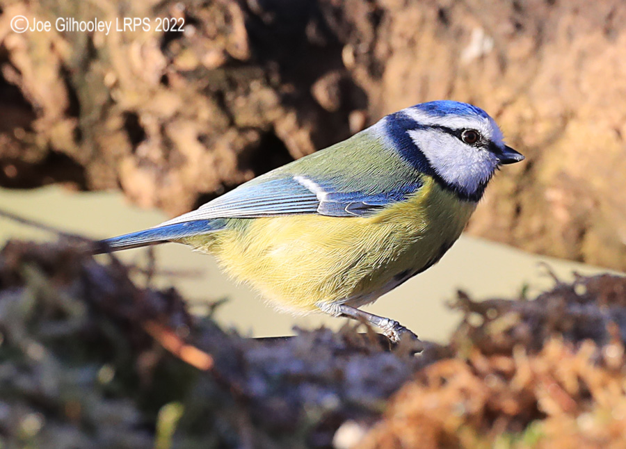 Visit to Ron McCombe's Wild Bird Hide