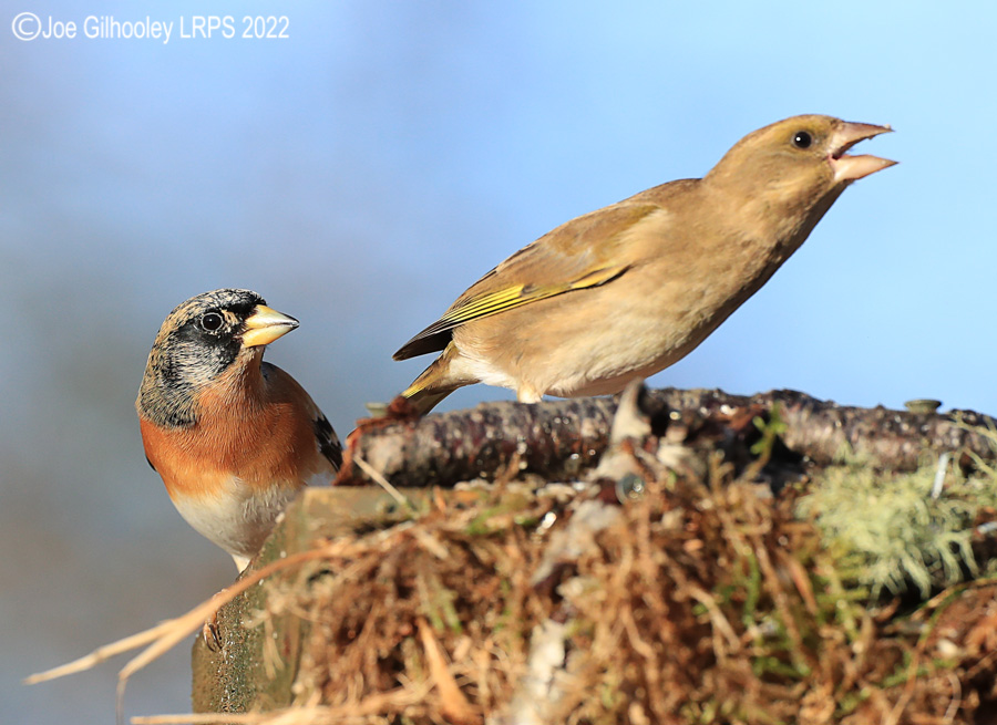 Visit to Ron McCombe's Wild Bird Hide