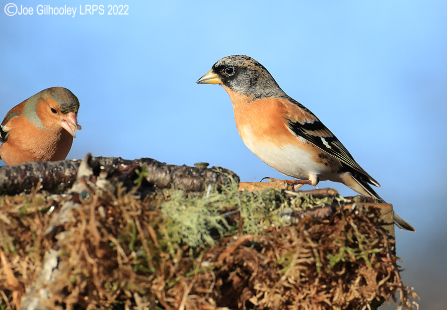 Visit to Ron McCombe's Wild Bird Hide