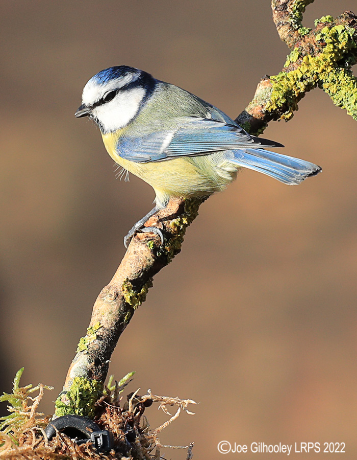 Visit to Ron McCombe's Wild Bird Hide