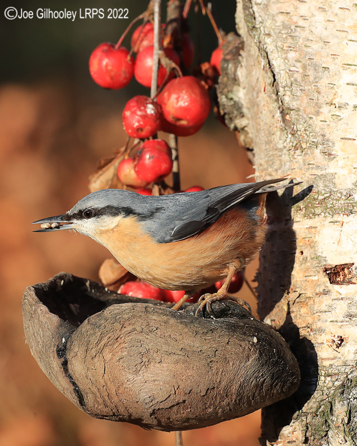 Visit to Ron McCombe's Wild Bird Hide