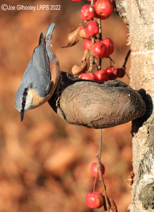 Visit to Ron McCombe's Wild Bird Hide