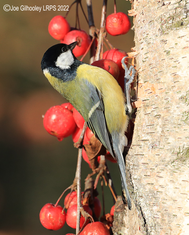 Visit to Ron McCombe's Wild Bird Hide