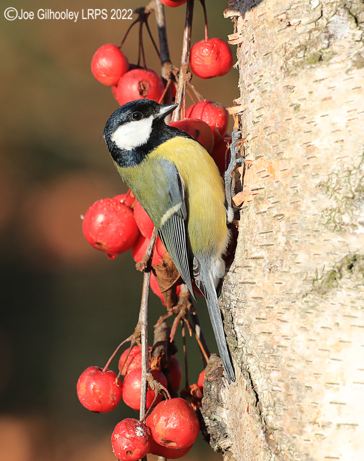 Visit to Ron McCombe's Wild Bird Hide