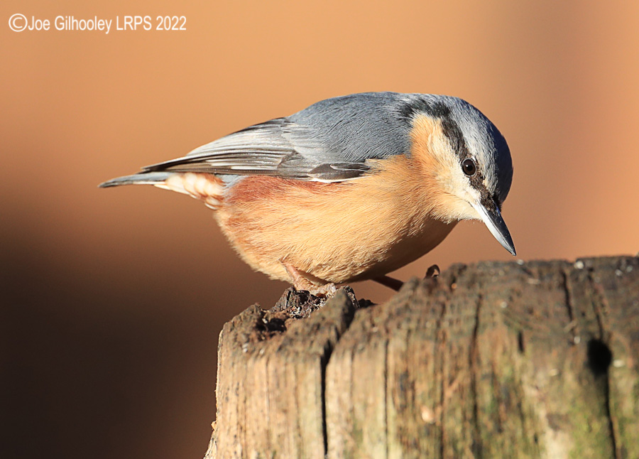 Visit to Ron McCombe's Wild Bird Hide