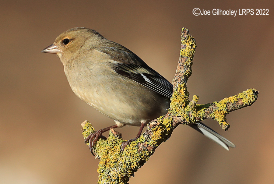 Visit to Ron McCombe's Wild Bird Hide
