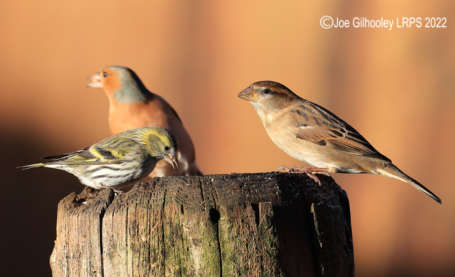 Visit to Ron McCombe's Wild Bird Hide