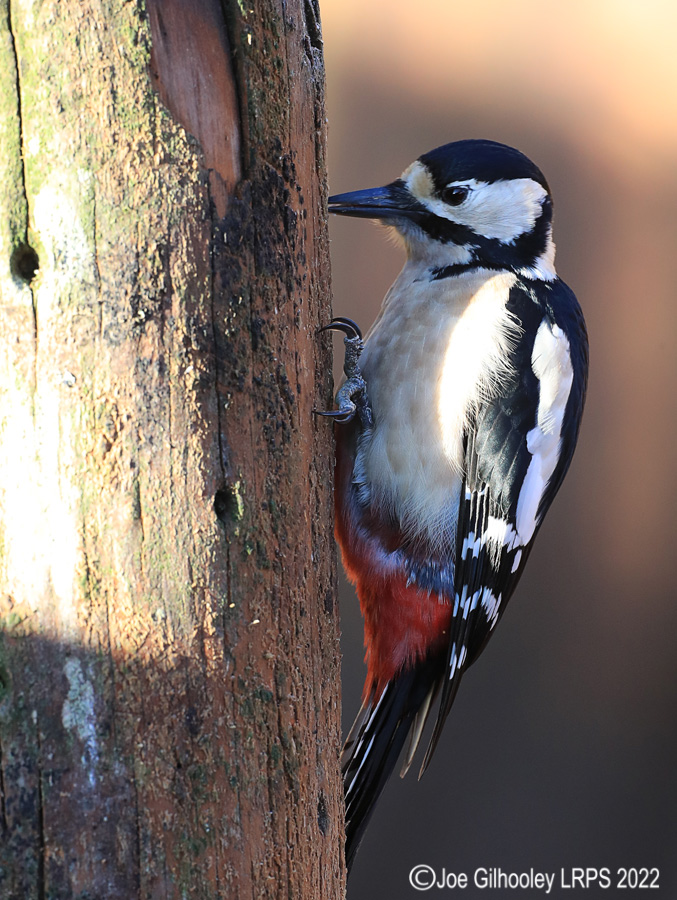 Visit to Ron McCombe's Wild Bird Hide