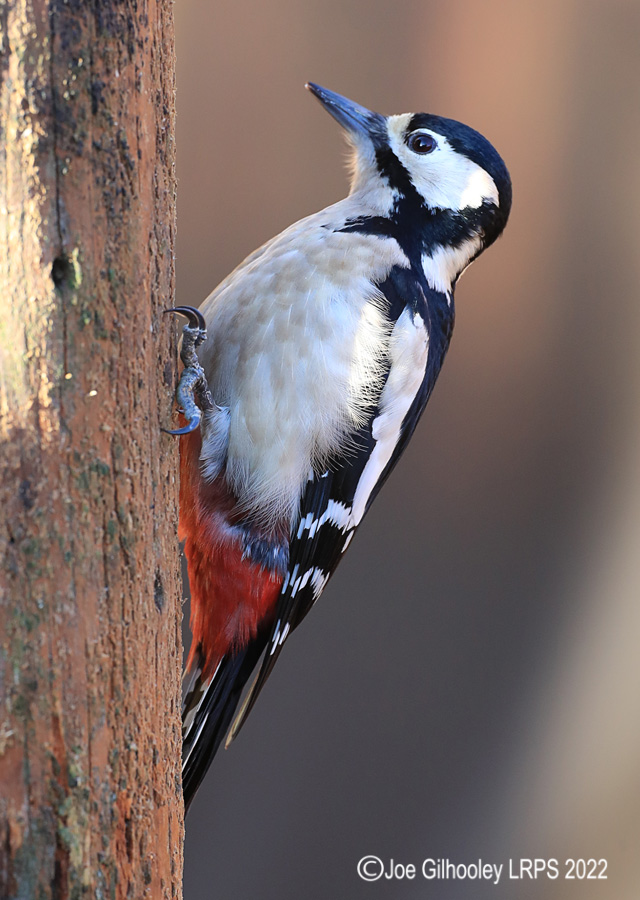 Visit to Ron McCombe's Wild Bird Hide