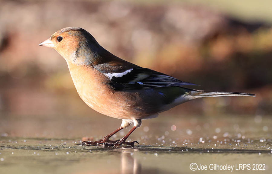 Visit to Ron McCombe's Wild Bird Hide