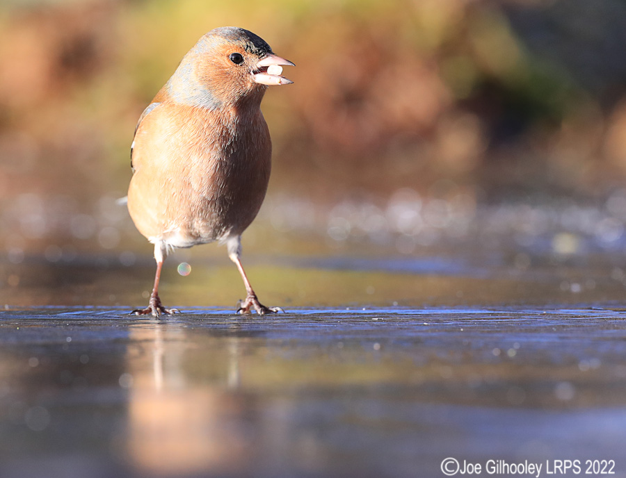 Visit to Ron McCombe's Wild Bird Hide