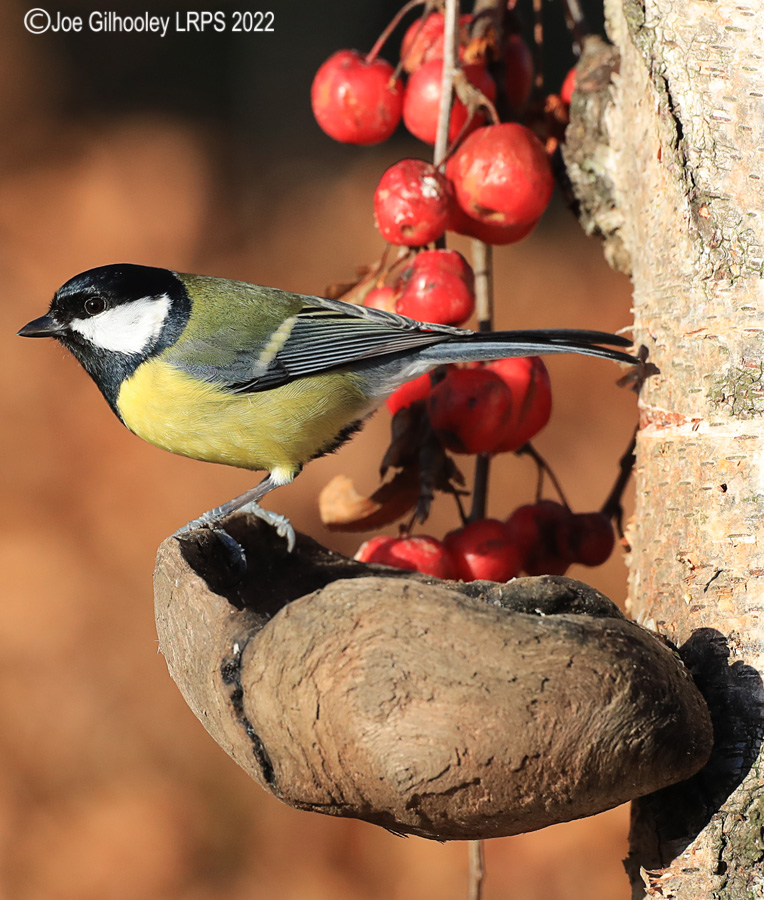Visit to Ron McCombe's Wild Bird Hide