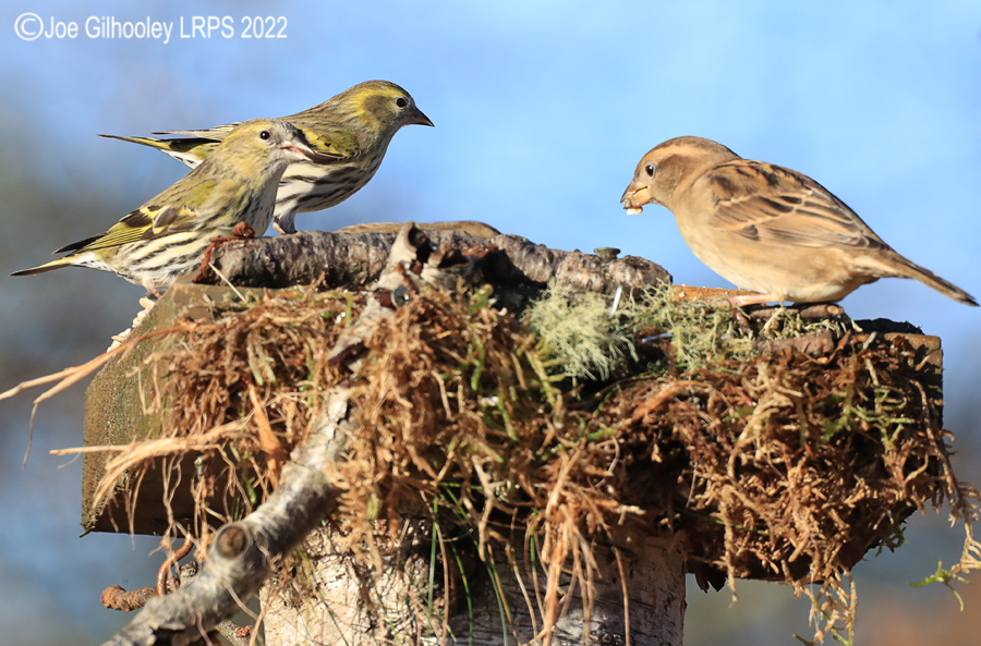 Visit to Ron McCombe's Wild Bird Hide