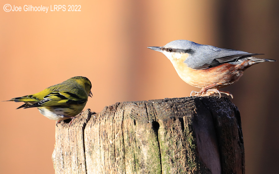 Visit to Ron McCombe's Wild Bird Hide
