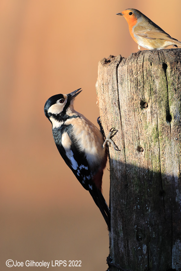 Visit to Ron McCombe's Wild Bird Hide