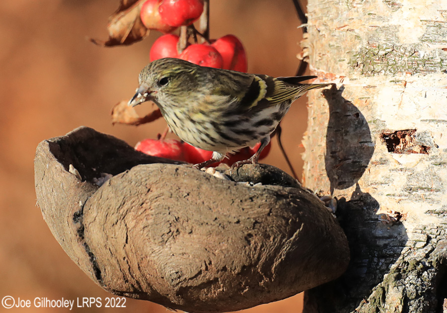 Visit to Ron McCombe's Wild Bird Hide