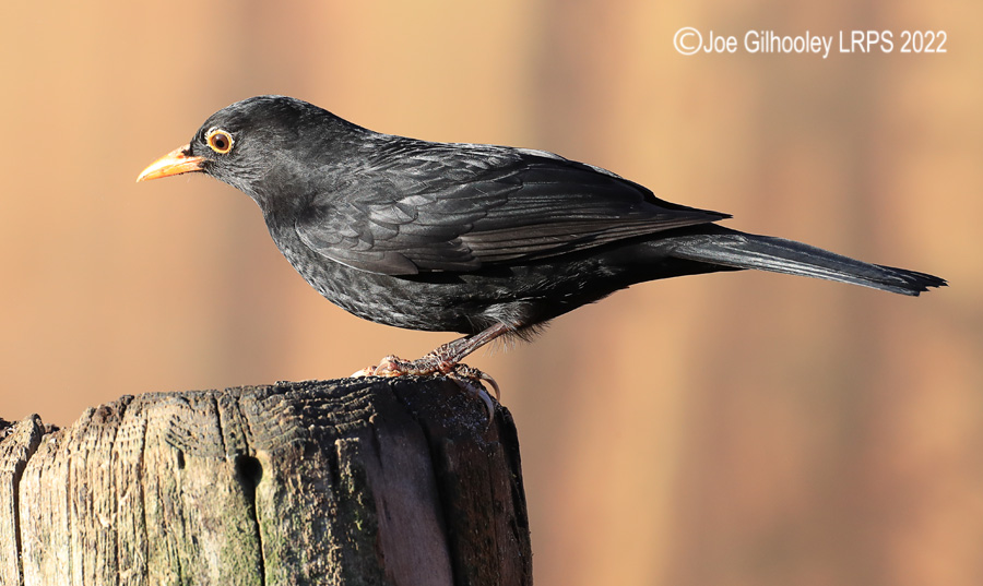 Visit to Ron McCombe's Wild Bird Hide