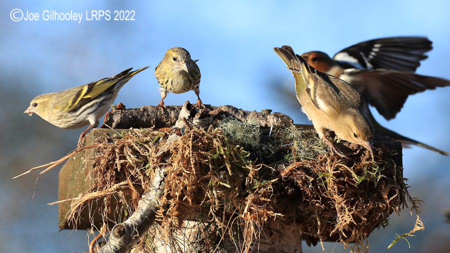 Visit to Ron McCombe's Wild Bird Hide