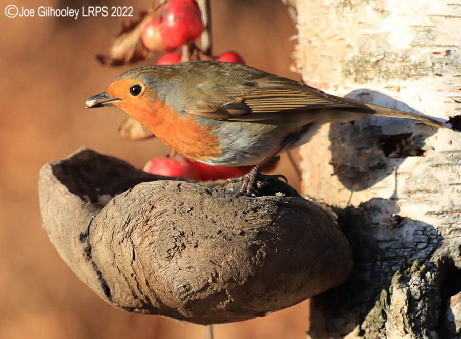 Visit to Ron McCombe's Wild Bird Hide