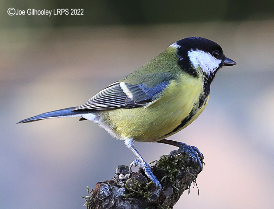 Visit to Ron McCombe's Wild Bird Hide