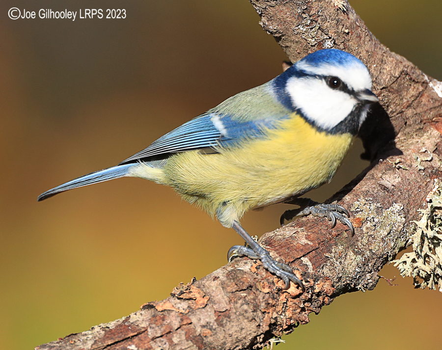Bird Hide