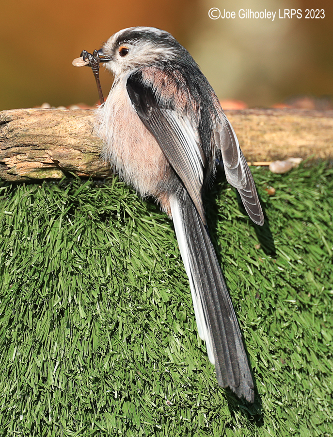Bird Hide