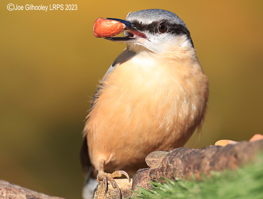 Bird Hide