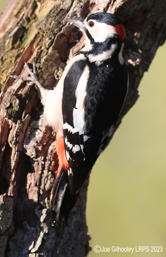 Bird Hide