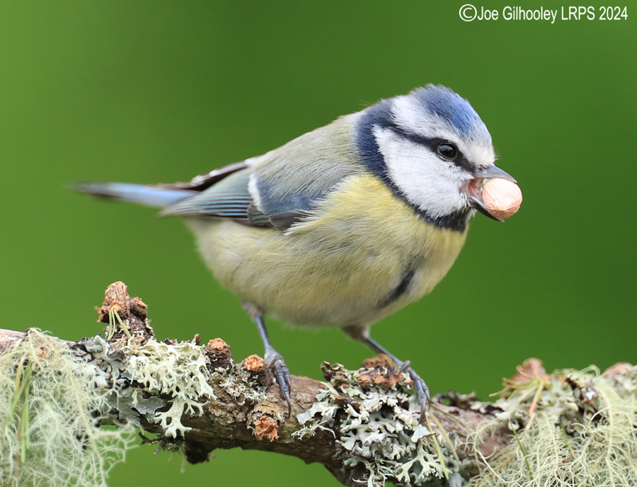 Bird Hide