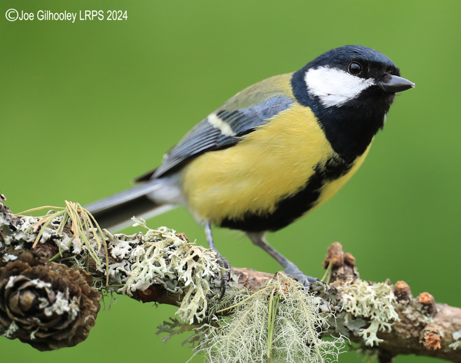 Bird Hide
