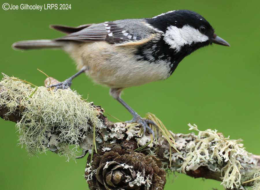 Bird Hide