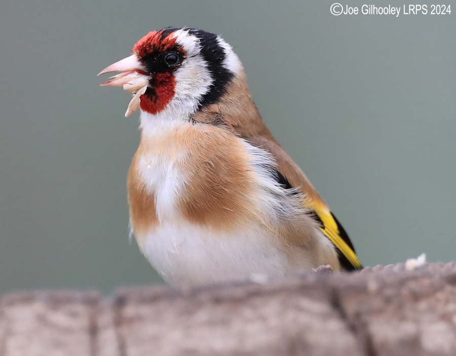 Bird Hide