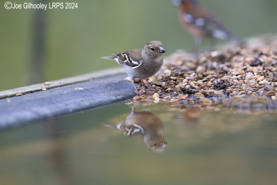 Bird Hide