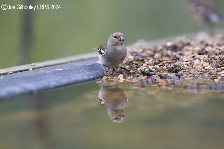 Bird Hide