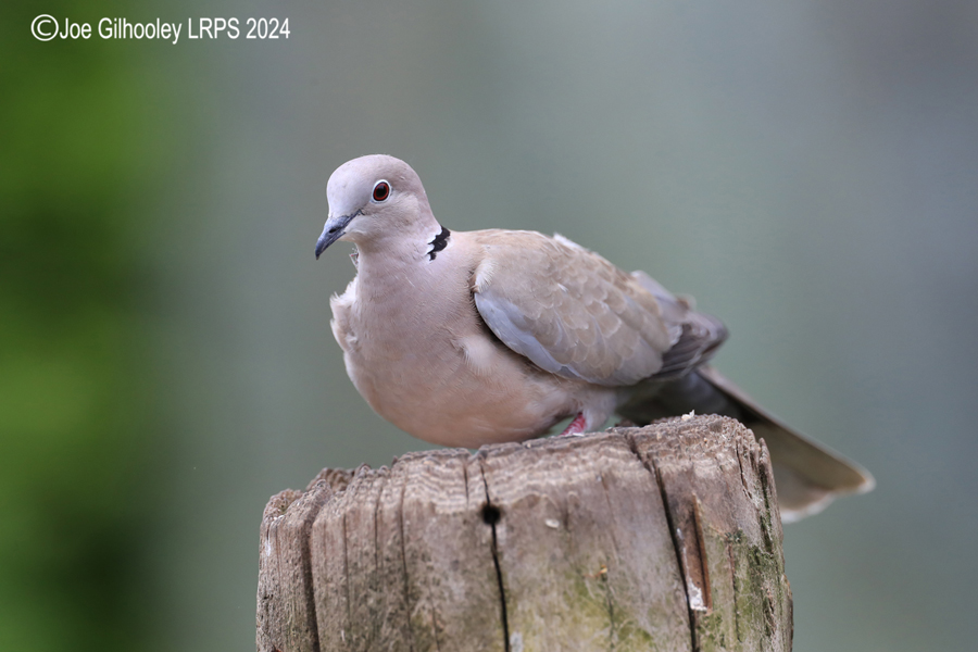 Bird Hide