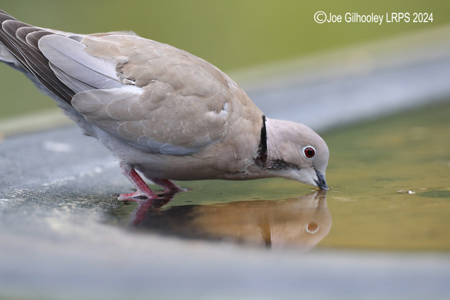 Bird Hide